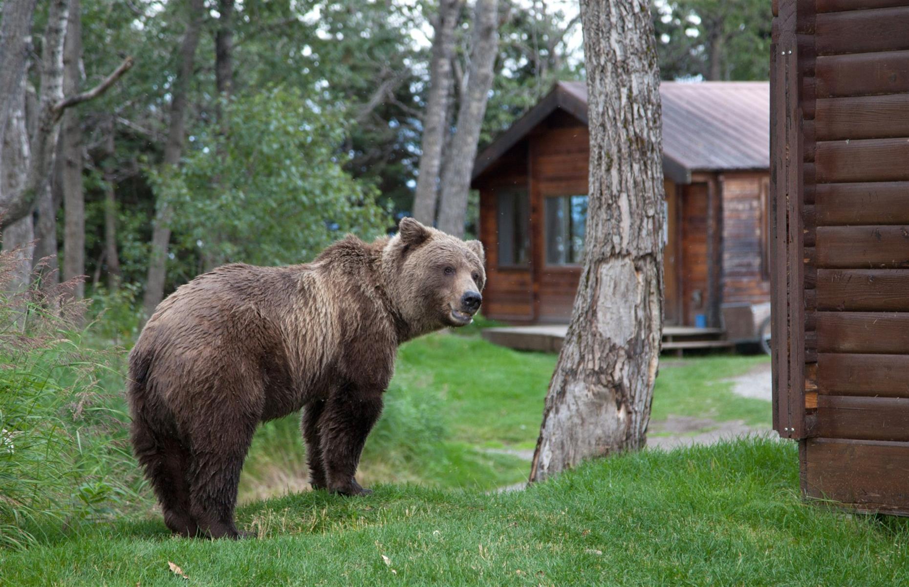 Alaska: Brooks Lodge, King Salmon 